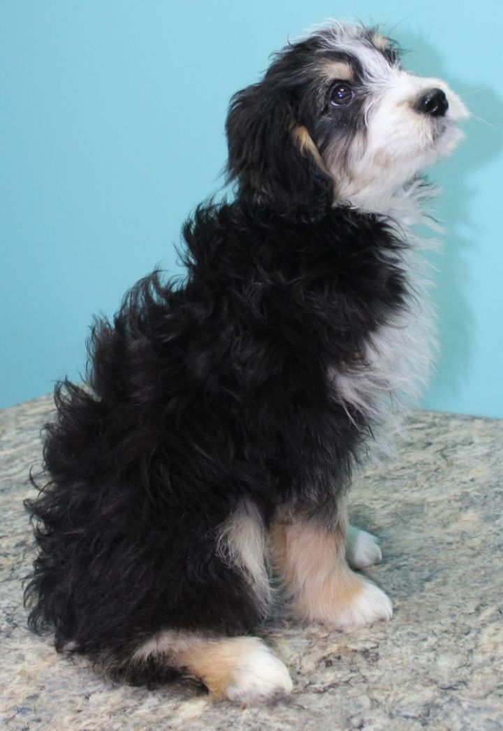 Amazon, an adopted Aussiedoodle Mix in Neillsville, WI_image-5