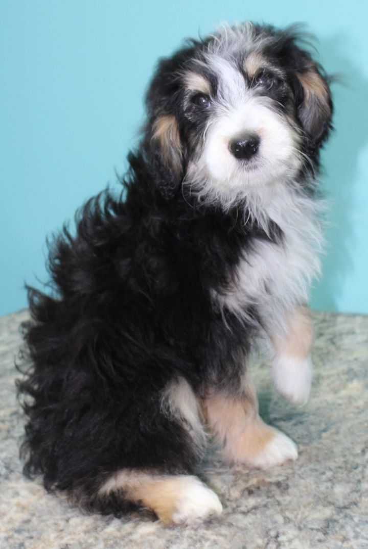 Amazon, an adopted Aussiedoodle Mix in Neillsville, WI_image-6