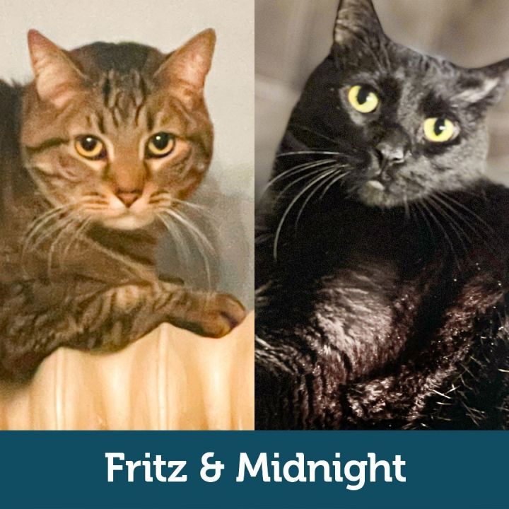 Fritz & Midnight (Bonded Pair), an adoptable Domestic Short Hair Mix in Minneapolis, MN_image-1