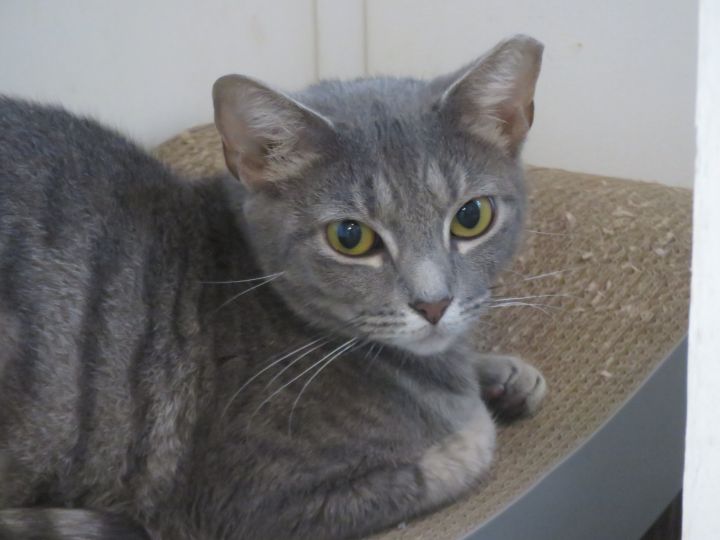 Luna, an adoptable Domestic Short Hair Mix in Wilmington, NC_image-1