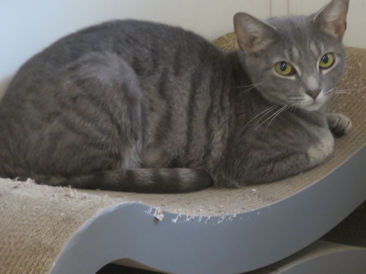 Luna, an adoptable Domestic Short Hair Mix in Wilmington, NC_image-2