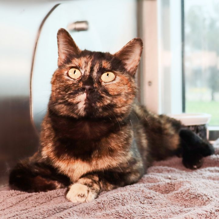 Kells, an adopted Domestic Short Hair Mix in Clovis, CA_image-1