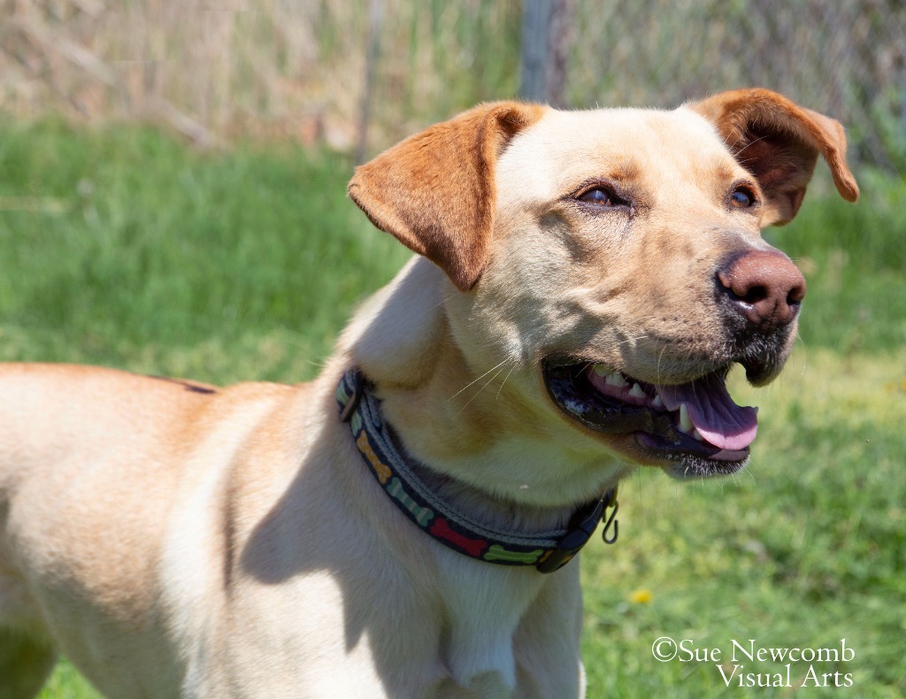 Cupcake, an adoptable Labrador Retriever, Pit Bull Terrier in Shorewood, IL, 60431 | Photo Image 1