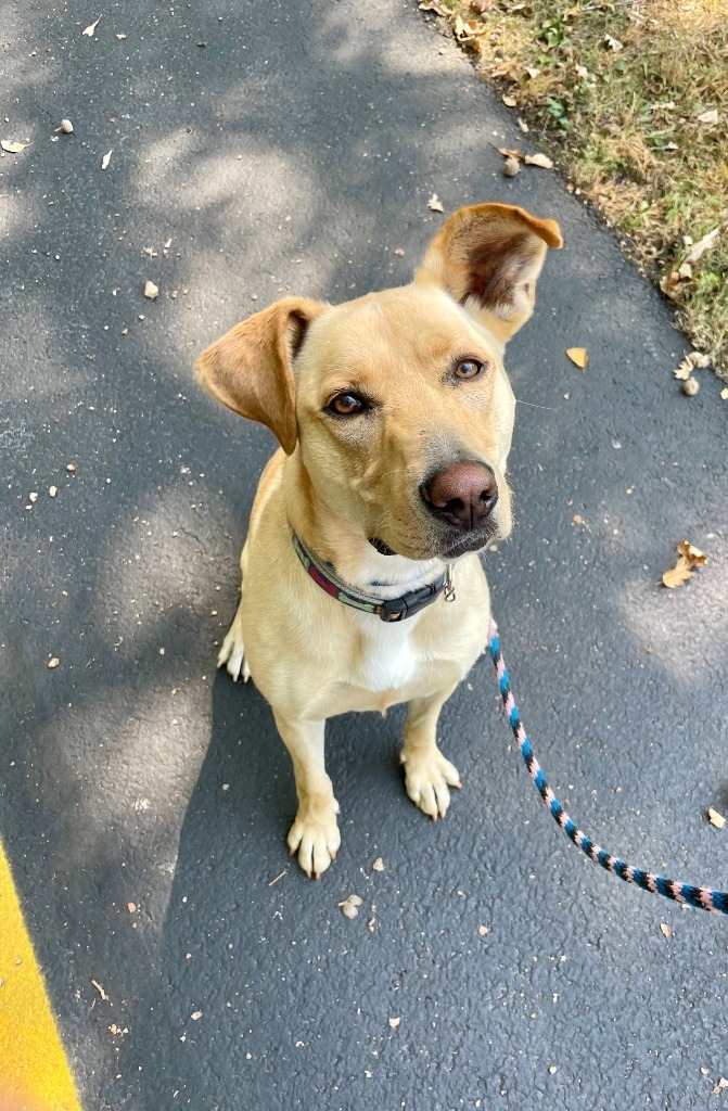 Cupcake, an adoptable Pit Bull Terrier, Shepherd in Shorewood, IL, 60431 | Photo Image 1