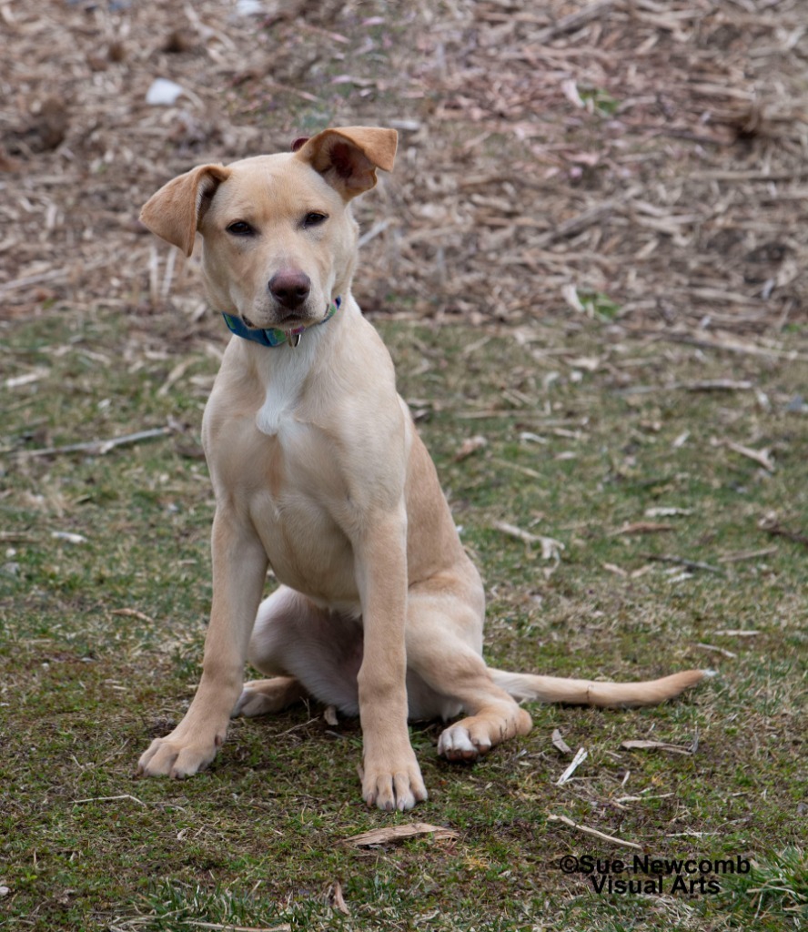 Cupcake, an adoptable Labrador Retriever, Pit Bull Terrier in Shorewood, IL, 60431 | Photo Image 2