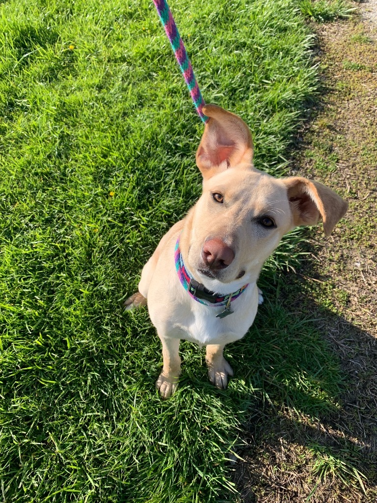 Cupcake, an adoptable Pit Bull Terrier, Shepherd in Shorewood, IL, 60431 | Photo Image 2