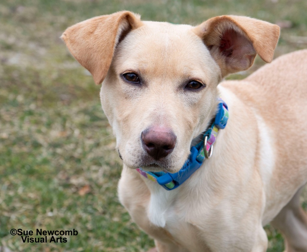 Cupcake, an adoptable Labrador Retriever, Pit Bull Terrier in Shorewood, IL, 60431 | Photo Image 3