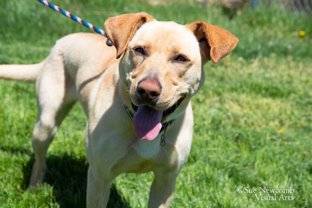 Cupcake, an adoptable Pit Bull Terrier, Shepherd in Shorewood, IL, 60431 | Photo Image 3