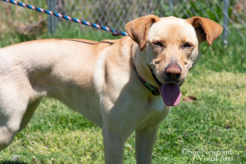 Cupcake, an adoptable Labrador Retriever, Pit Bull Terrier in Shorewood, IL, 60431 | Photo Image 5