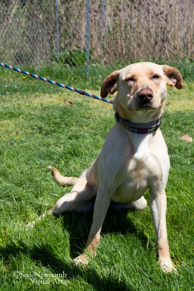 Cupcake, an adoptable Pit Bull Terrier, Shepherd in Shorewood, IL, 60431 | Photo Image 5