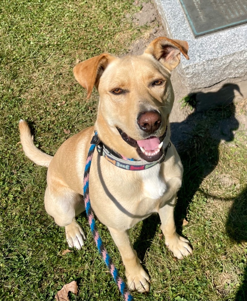 Cupcake, an adoptable Pit Bull Terrier, Shepherd in Shorewood, IL, 60431 | Photo Image 5