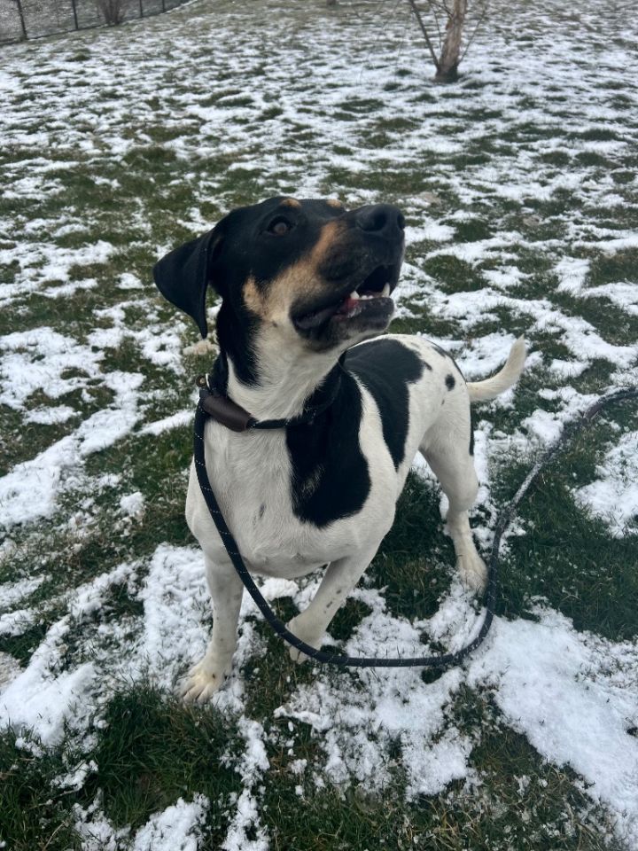 FRANCESCA (BAILEY), an adoptable Beagle & Bluetick Coonhound Mix in Wintersville, OH_image-3