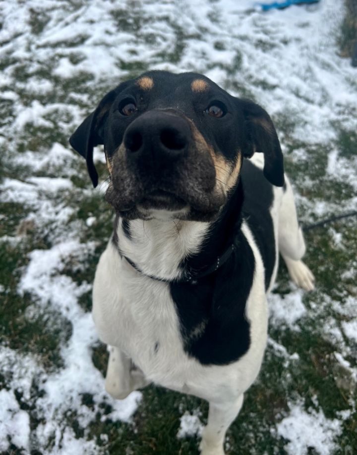 FRANCESCA (BAILEY), an adoptable Beagle & Bluetick Coonhound Mix in Wintersville, OH_image-6