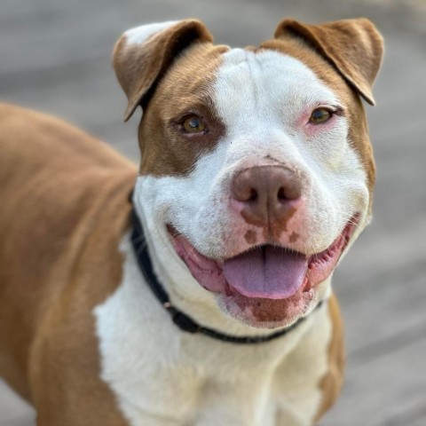 Reya, an adoptable Pit Bull Terrier in Lompoc, CA, 93436 | Photo Image 1