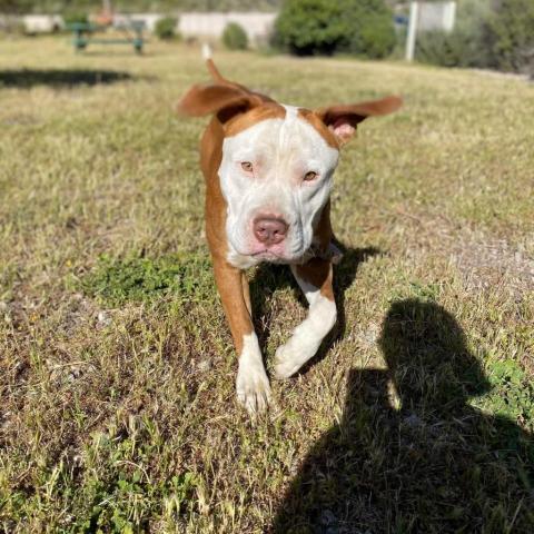 Reggie, an adoptable Pit Bull Terrier in Lompoc, CA, 93436 | Photo Image 4