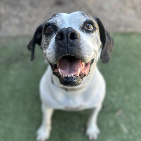 Daisy, an adoptable American Bulldog, Boxer in Lompoc, CA, 93436 | Photo Image 1