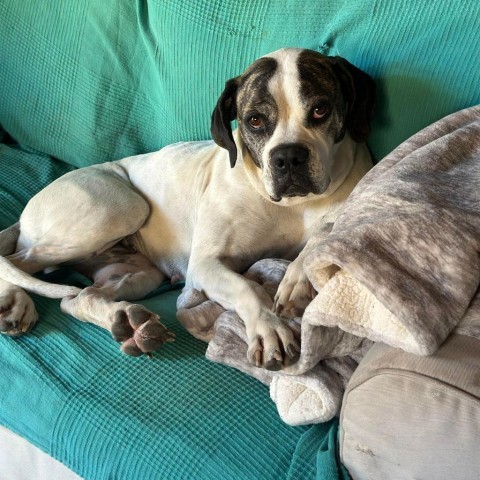 Daisy, an adoptable American Bulldog, Boxer in Lompoc, CA, 93436 | Photo Image 2