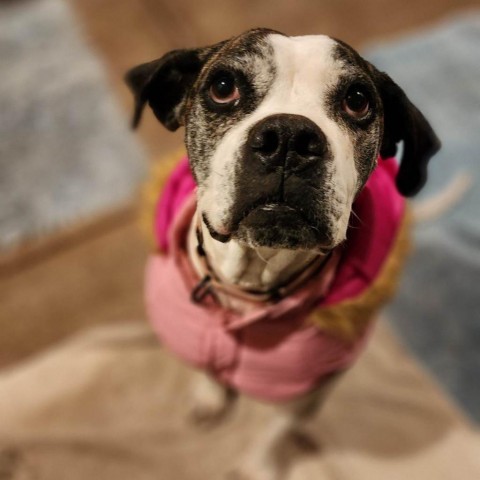 Daisy, an adoptable American Bulldog, Boxer in Lompoc, CA, 93436 | Photo Image 3