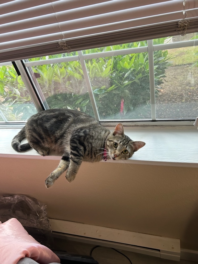 Billy (Indoor/Outdoor), an adoptable Domestic Short Hair in Everett, WA, 98201 | Photo Image 4