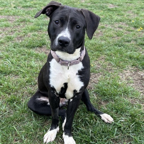 Deanna Rose, an adoptable Labrador Retriever, Pit Bull Terrier in Spring Hill, KS, 66083 | Photo Image 1