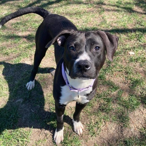 Deanna Rose, an adoptable Labrador Retriever, Pit Bull Terrier in Spring Hill, KS, 66083 | Photo Image 2