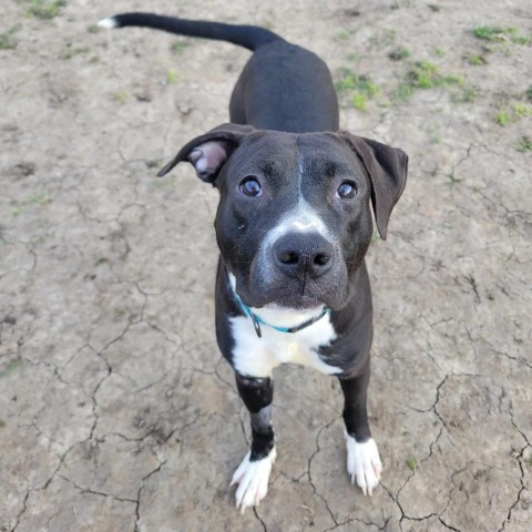 Deanna Rose, an adoptable Labrador Retriever, Pit Bull Terrier in Spring Hill, KS, 66083 | Photo Image 3