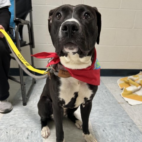 Deanna Rose, an adoptable Labrador Retriever, Pit Bull Terrier in Spring Hill, KS, 66083 | Photo Image 5