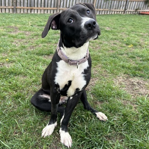 Deanna Rose, an adoptable Labrador Retriever, Pit Bull Terrier in Spring Hill, KS, 66083 | Photo Image 6