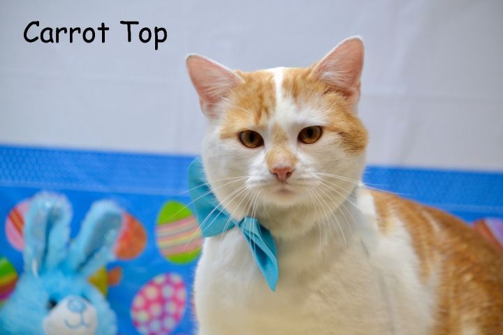 Carrot Top, an adoptable American Shorthair in Sevierville, TN_image-1