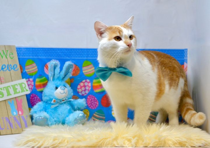 Carrot Top, an adoptable American Shorthair in Sevierville, TN_image-2