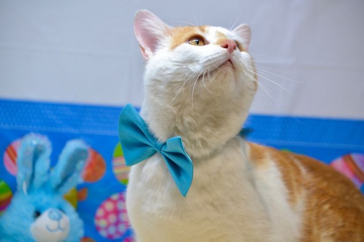 Carrot Top, an adoptable American Shorthair in Sevierville, TN_image-3