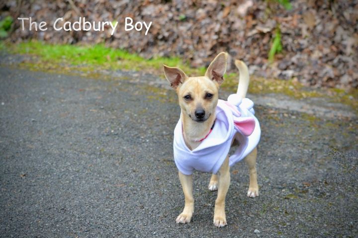 The Cadbury Boy, an adopted Chihuahua in Sevierville, TN_image-2