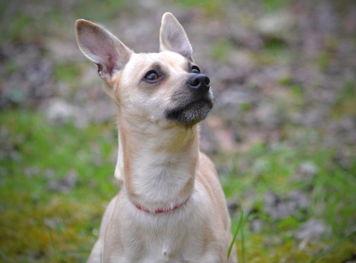 The Cadbury Boy, an adopted Chihuahua in Sevierville, TN_image-1