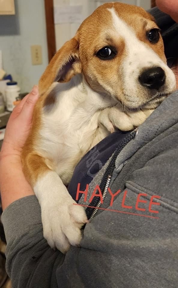 Haylee