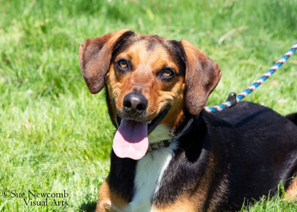 Pluto, an adoptable Hound in Shorewood, IL, 60431 | Photo Image 1