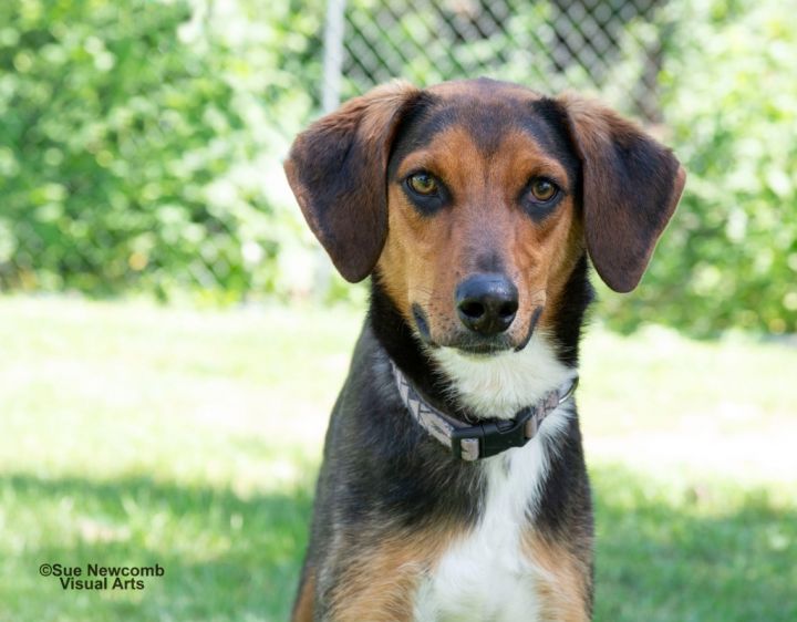 Pluto, an adoptable Hound Mix in Shorewood, IL_image-2