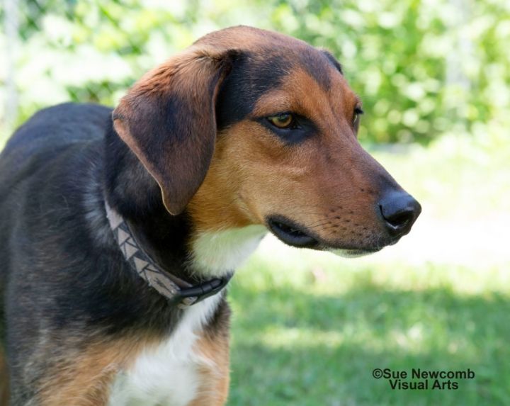 Pluto, an adoptable Hound Mix in Shorewood, IL_image-3