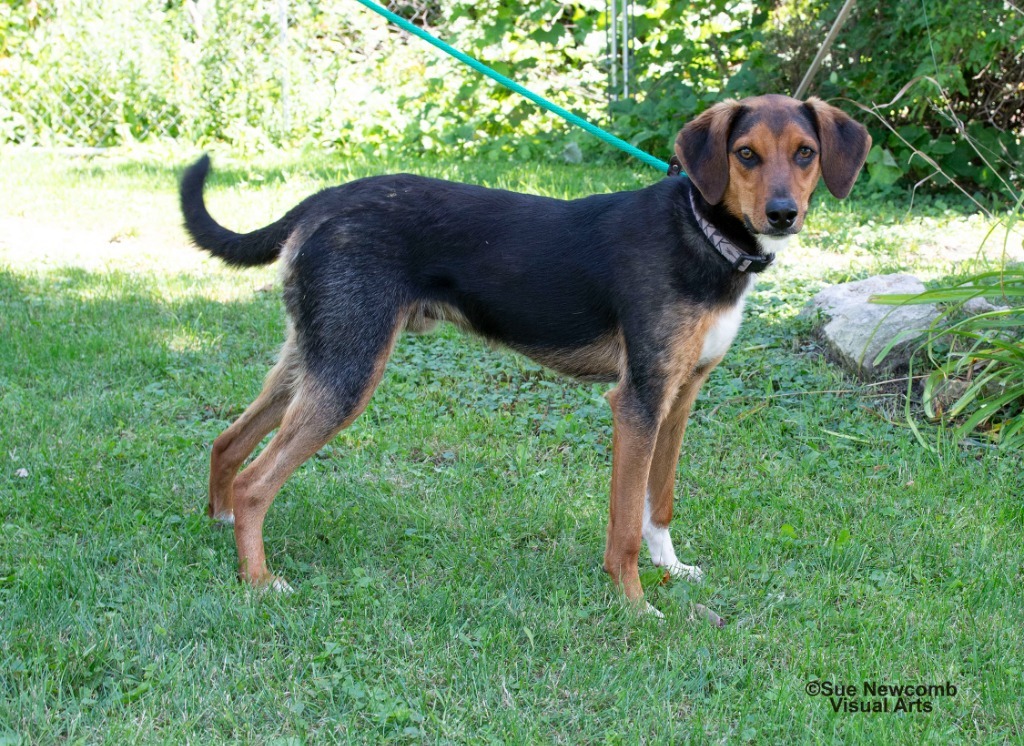 Pluto, an adoptable Hound in Shorewood, IL, 60431 | Photo Image 3