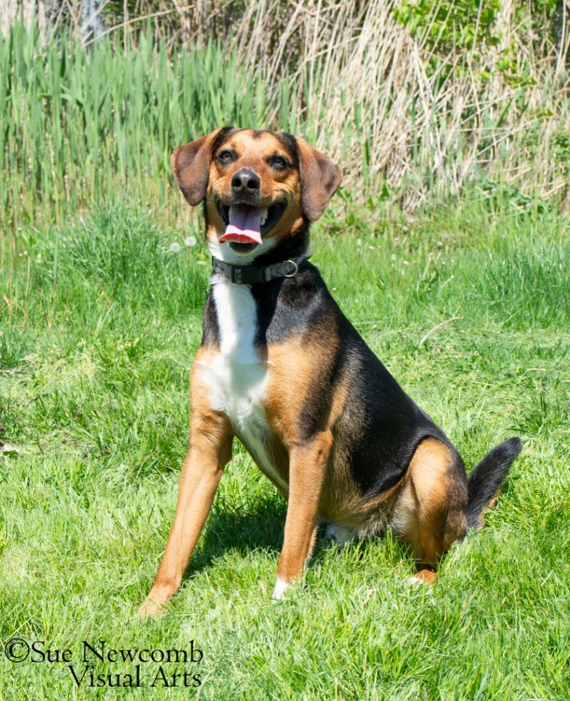 Pluto, an adoptable Hound in Shorewood, IL, 60431 | Photo Image 5