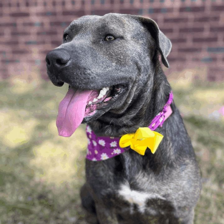 Bailey, an adoptable Pit Bull Terrier Mix in Helena, AL_image-5