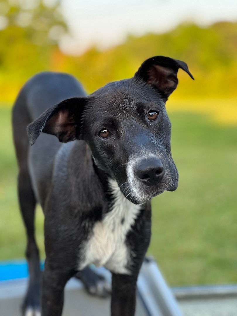 Black and white mountain hot sale cur