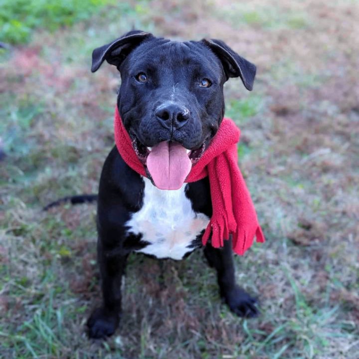 Onyx, an adopted Pit Bull Terrier Mix in Helena, AL_image-5