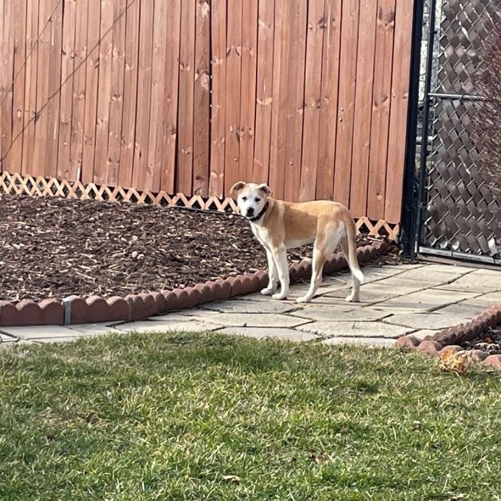 Missy (adoption event Saturday from 1-3 pm at Pet Supplies Plus 5348 Dixie Hwy, Waterford) 2