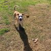 Missy (adoption event Saturday from 1-3 pm at Pet Supplies Plus 5348 Dixie Hwy, Waterford)