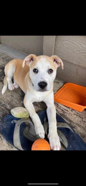 Missy (adoption event Saturday from 1-3 pm at Pet Supplies Plus 5348 Dixie Hwy, Waterford)