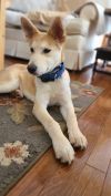 Iris (adoption event Saturday at the Pet Supplies Plus 5348 Dixie Hwy Waterford 1-3 pm)