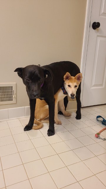 Iris (adoption event Saturday at the Pet Supplies Plus 5348 Dixie Hwy Waterford 1-3 pm), an adopted Husky & Labrador Retriever Mix in White Lake, MI_image-5