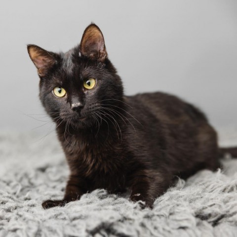 Assam, an adoptable Domestic Short Hair in St. Paul, MN, 55119 | Photo Image 1