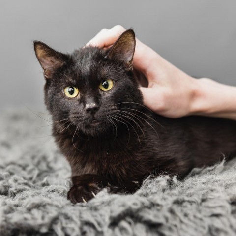 Assam, an adoptable Domestic Short Hair in St. Paul, MN, 55119 | Photo Image 2