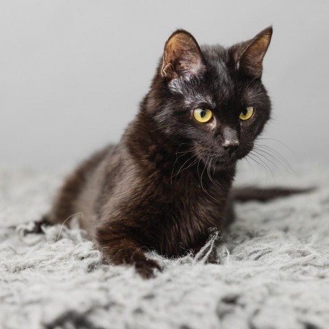 Assam, an adoptable Domestic Short Hair in St. Paul, MN, 55119 | Photo Image 3